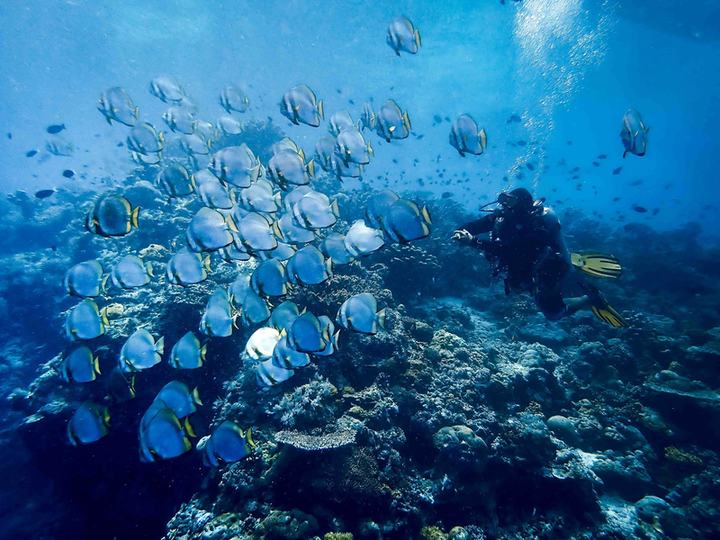 Diver swimming with a school of batfish over a coral reef (placeholder, to recheck when the photo is replaced)