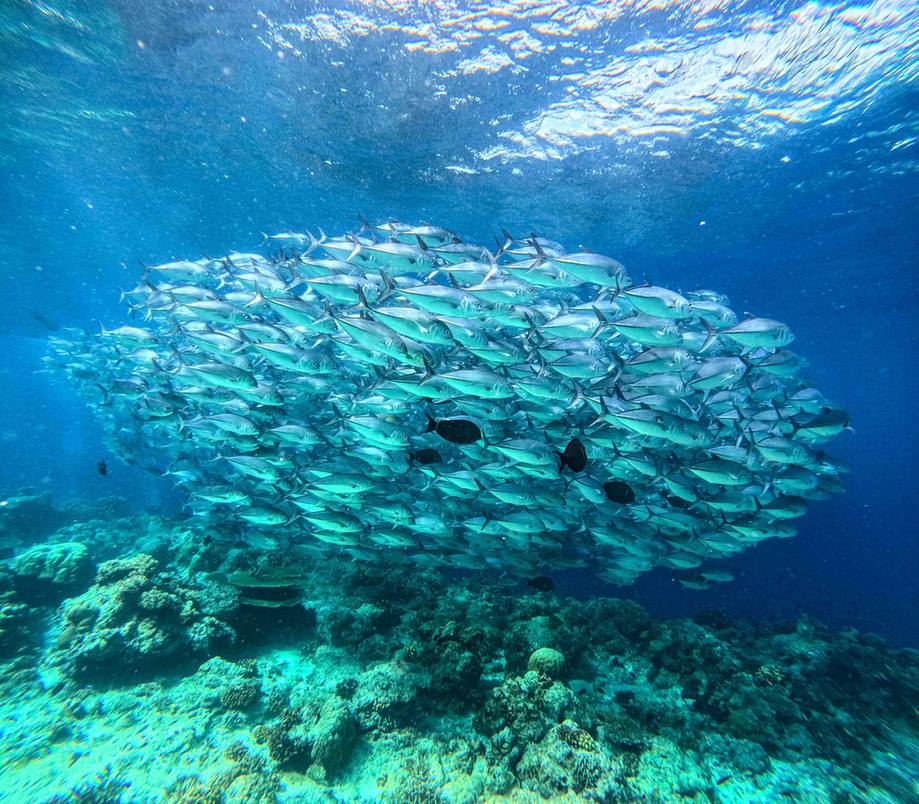 Large school of jacks over a coral reef in blue water (placeholder, to recheck when the photo is replaced)