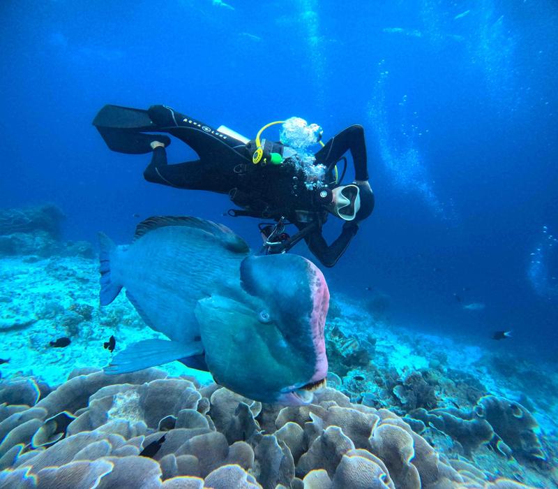 Diver above a coral reef with a large bumphead parrotfish (placeholder, to recheck when the photo is replaced)